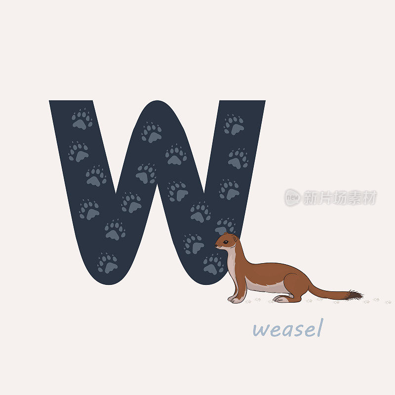 Vector illustration. Blue letter W with weasels footprints, a cartoon weasel. Animal alphabet.